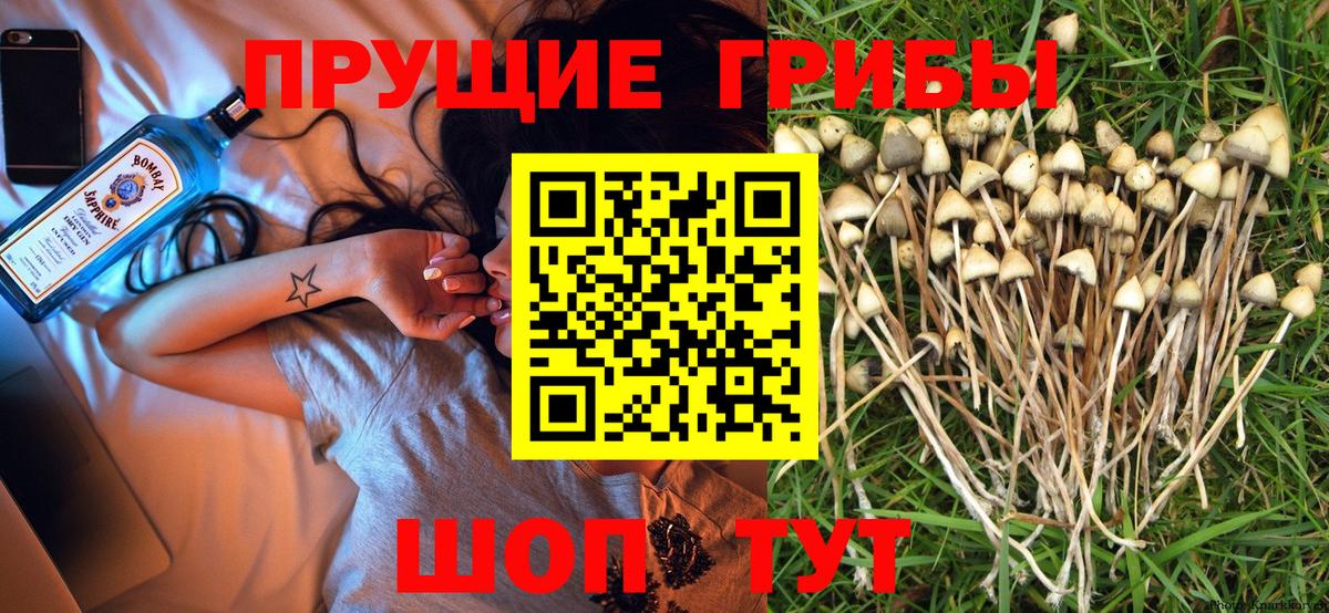Псилоцибиновые грибы Cubensis  Вход с VPN  Белогорск 